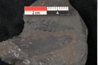 Foto (Detailansicht) von Callipteris sp.  (NHMW-GEO-2024-0188-10913)